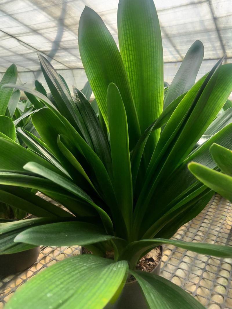 君子兰群兰君子兰种植基地欢迎联系咨询