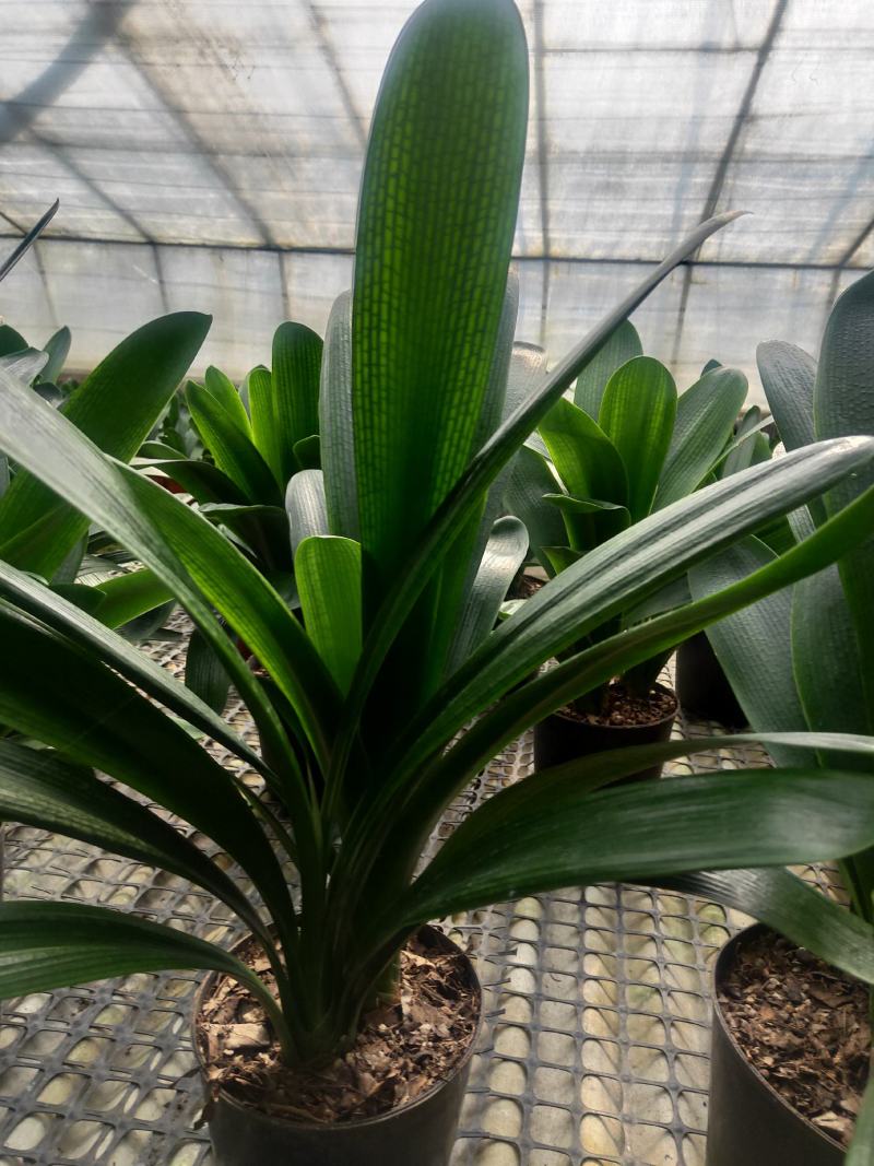 君子兰群兰君子兰种植基地欢迎联系咨询