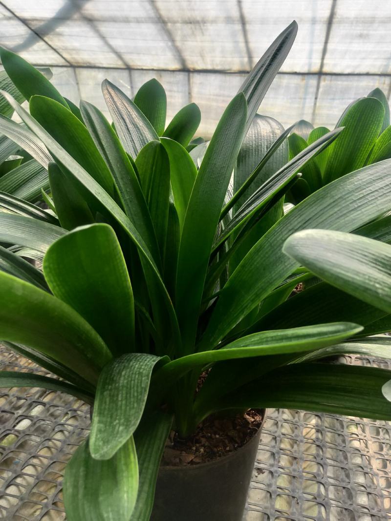 君子兰群兰君子兰种植基地欢迎联系咨询