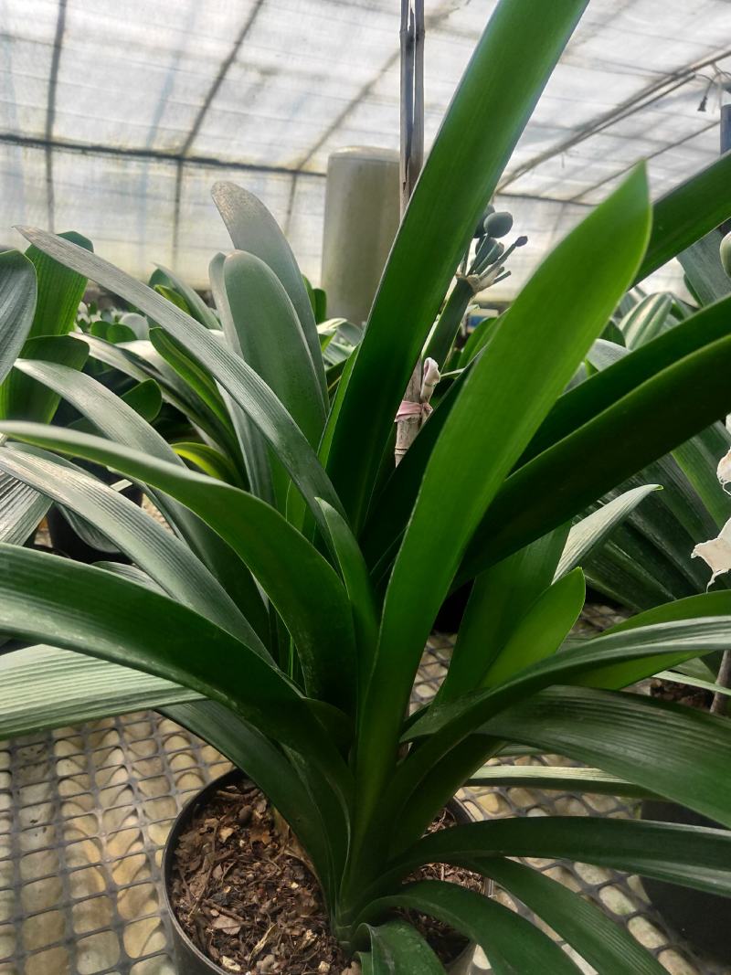 君子兰群兰君子兰种植基地欢迎联系咨询