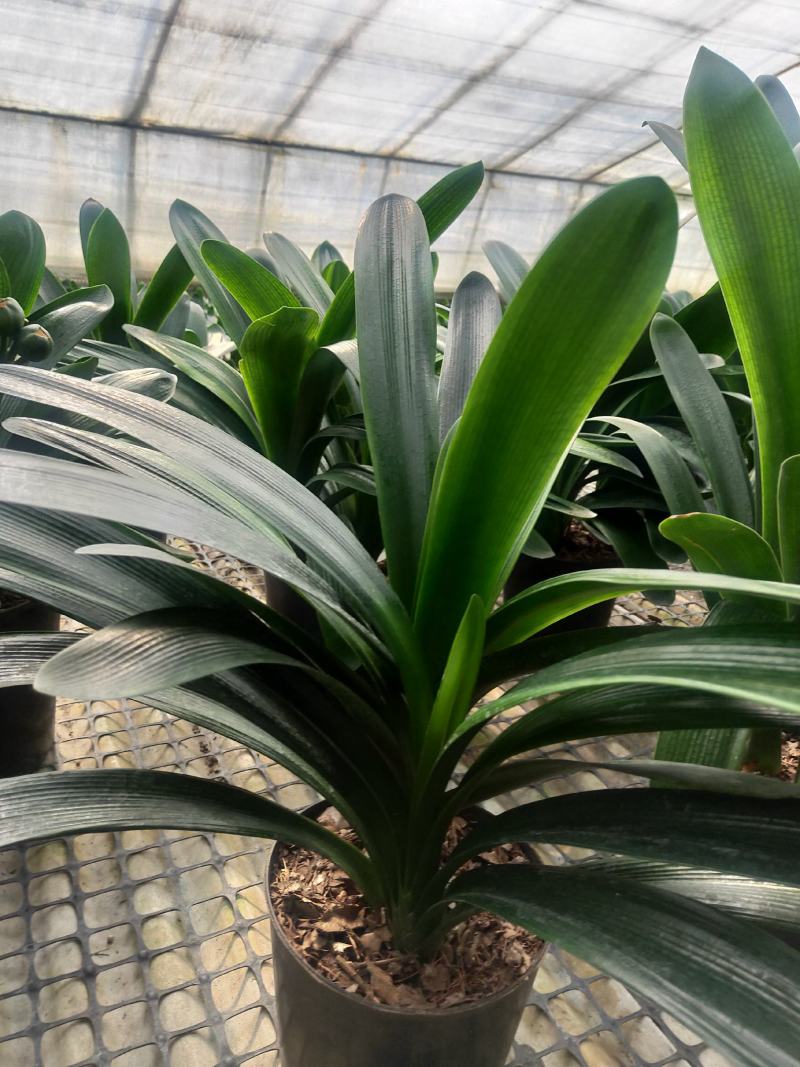 君子兰群兰君子兰种植基地欢迎联系咨询