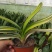 君子兰绿化苗木花卉盆景观赏植物净化空气