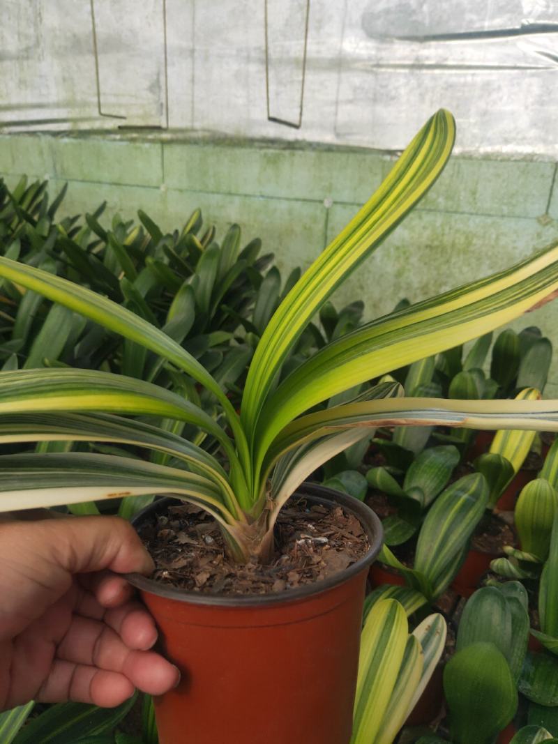 君子兰绿化苗木花卉盆景观赏植物净化空气
