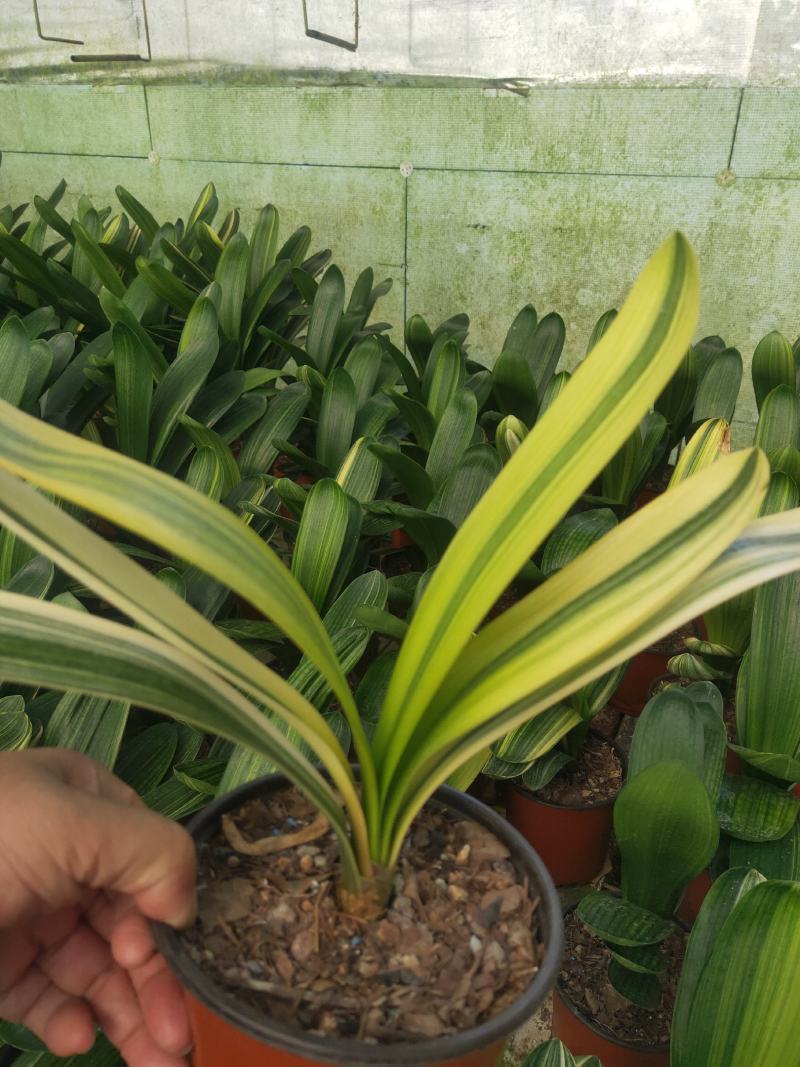 君子兰绿化苗木花卉盆景观赏植物净化空气