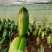 君子兰绿化苗木花卉盆景观赏植物净化空气