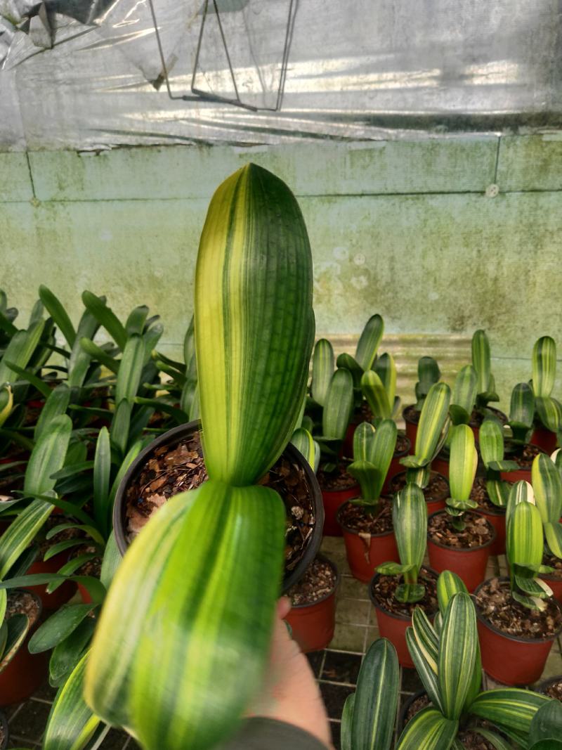 君子兰绿化苗木花卉盆景观赏植物净化空气