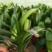 君子兰绿化苗木花卉盆景观赏植物净化空气