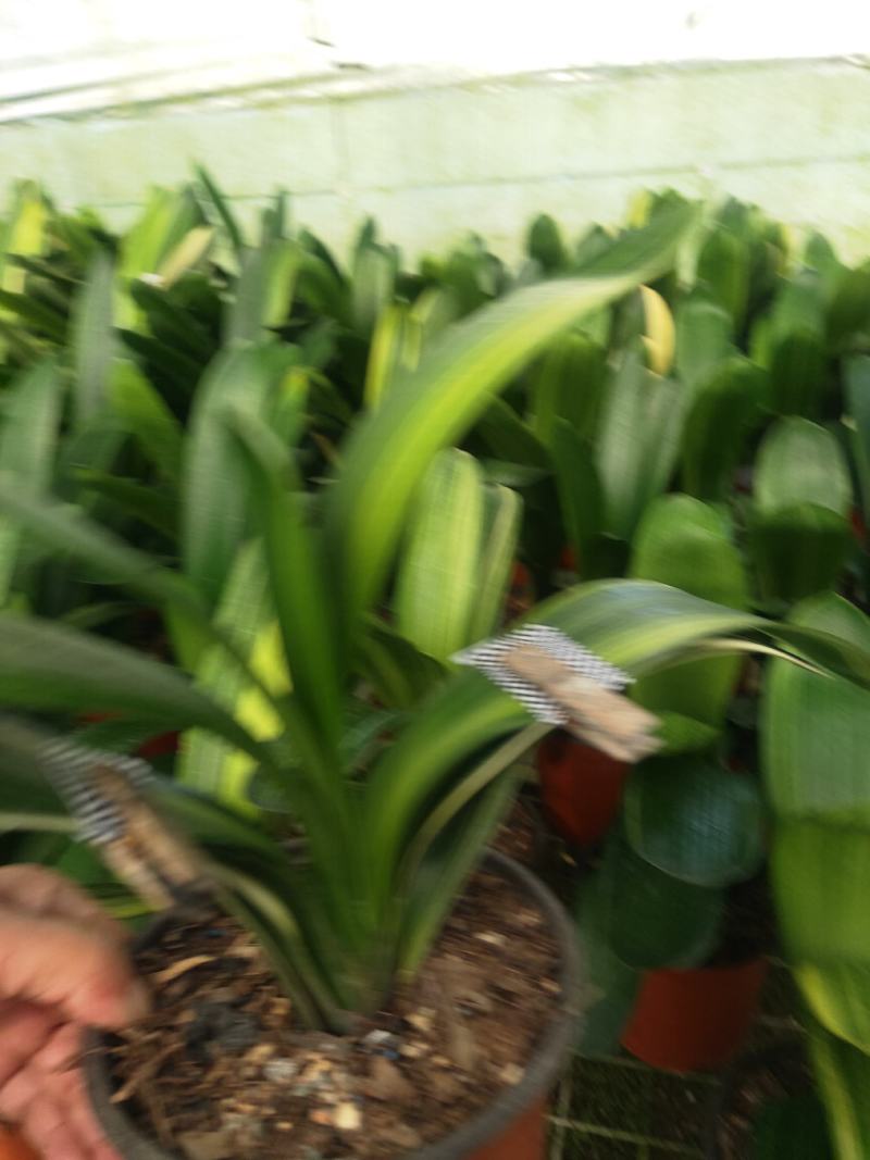 君子兰绿化苗木花卉盆景观赏植物净化空气