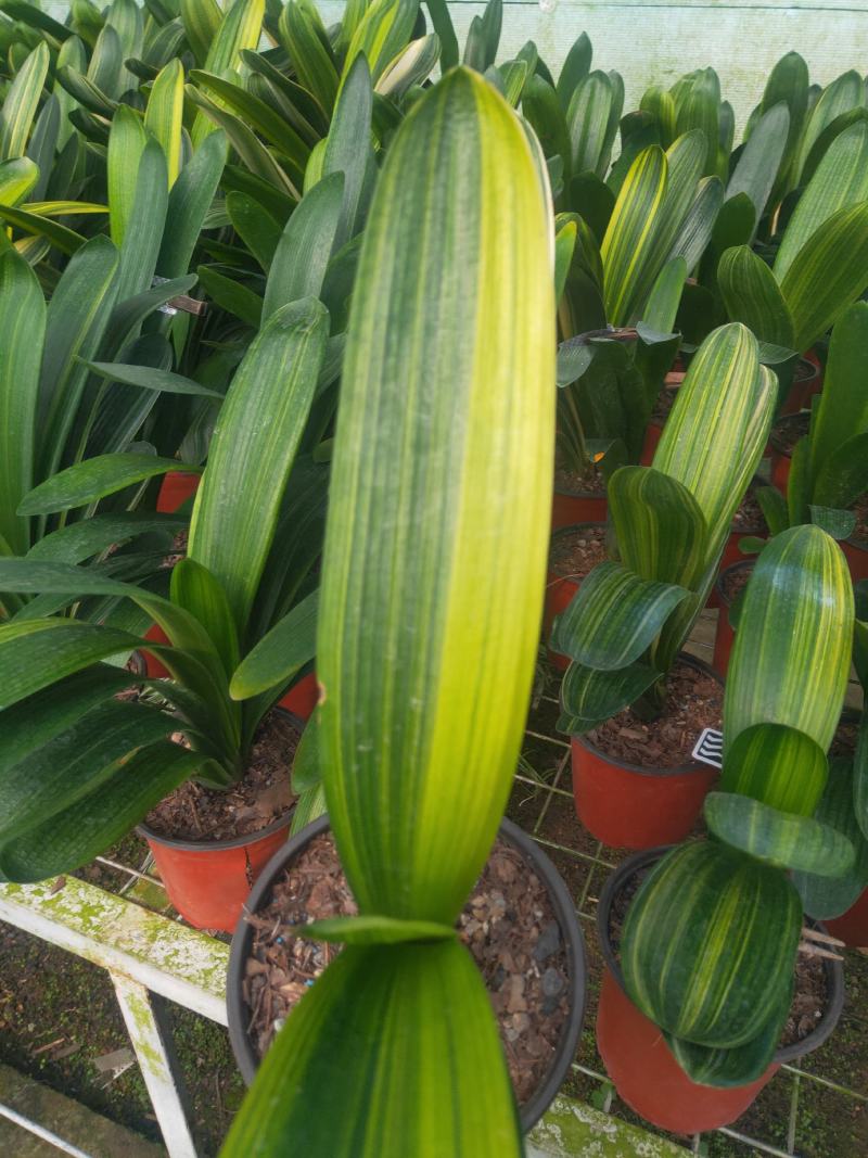 君子兰绿化苗木花卉盆景观赏植物净化空气
