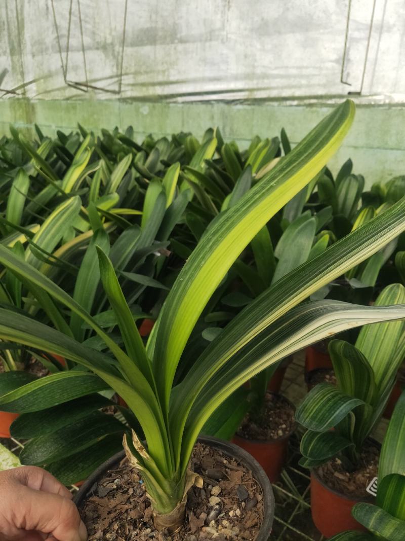君子兰绿化苗木花卉盆景观赏植物净化空气