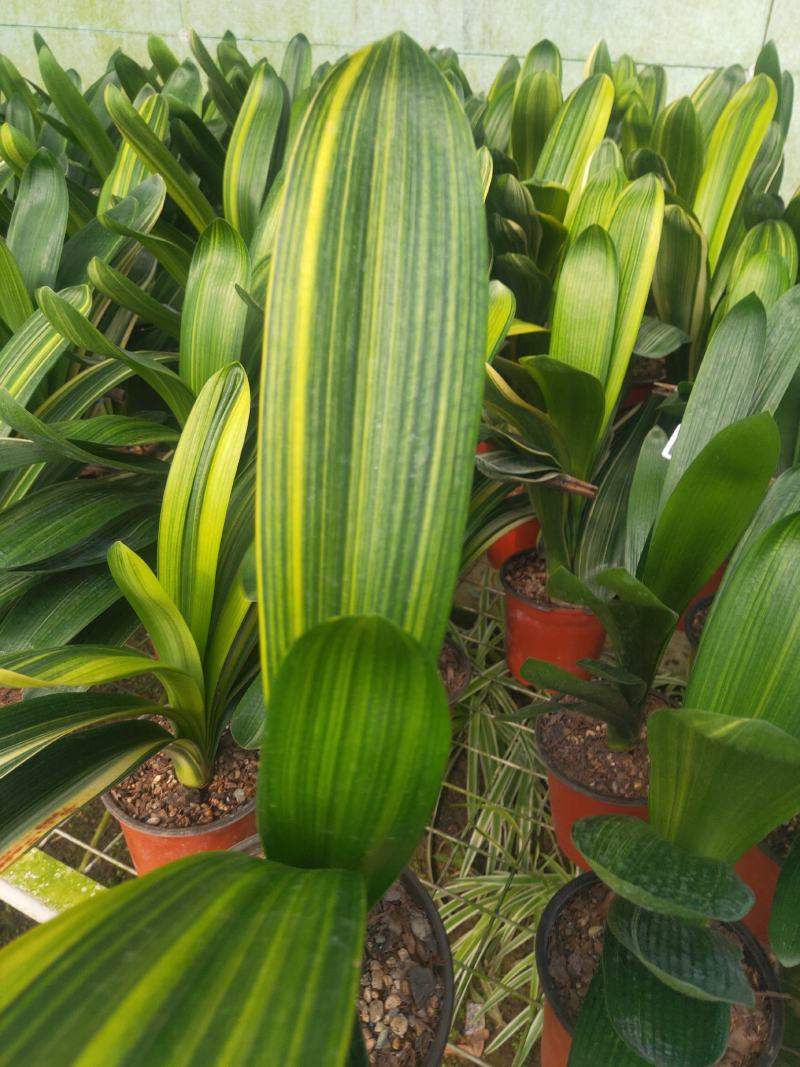 君子兰绿化苗木花卉盆景观赏植物净化空气