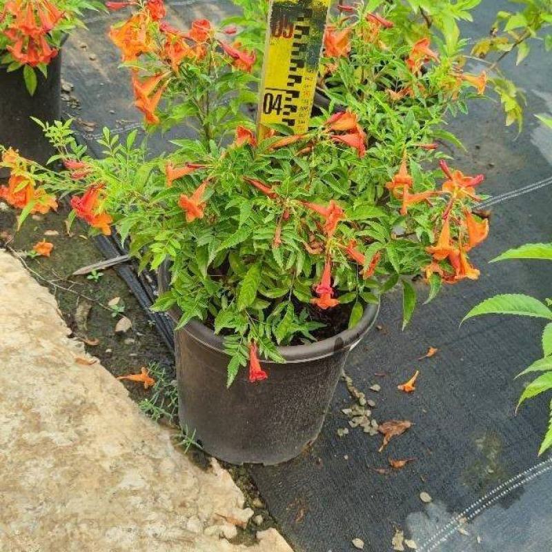 多花绿植花期长易养护红钟花橙钟花庭院花境