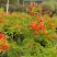 多花绿植花期长易养护红钟花橙钟花庭院花境