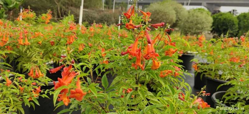 多花绿植花期长易养护红钟花橙钟花庭院花境