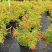 多花绿植花期长易养护红钟花橙钟花庭院花境