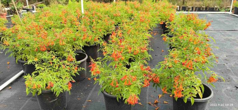 多花绿植花期长易养护红钟花橙钟花庭院花境