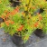 多花绿植花期长易养护红钟花橙钟花庭院花境