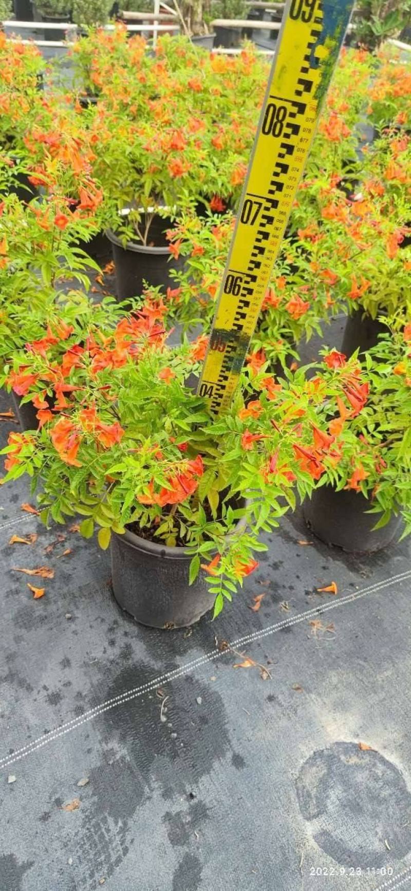 多花绿植花期长易养护红钟花橙钟花庭院花境