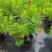 多花绿植花期长易养护红钟花橙钟花庭院花境