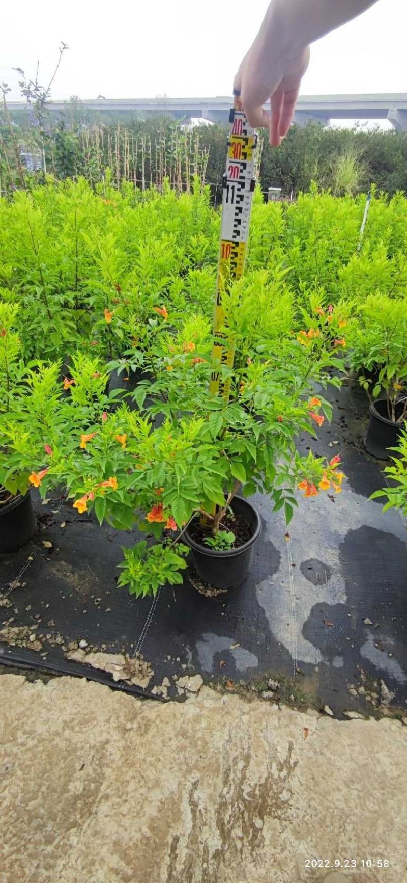 多花绿植花期长易养护红钟花橙钟花庭院花境