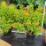 多花绿植花期长易养护红钟花橙钟花庭院花境
