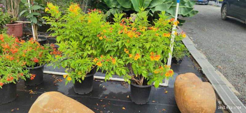 多花绿植花期长易养护红钟花橙钟花庭院花境