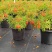多花绿植花期长易养护红钟花橙钟花庭院花境