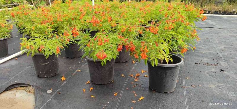 多花绿植花期长易养护红钟花橙钟花庭院花境