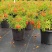 多花绿植花期长易养护红钟花橙钟花庭院花境
