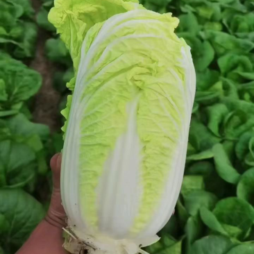 娃娃菜7~10两以上无虫眼量大从优大量供应