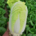 娃娃菜7~10两以上无虫眼量大从优大量供应
