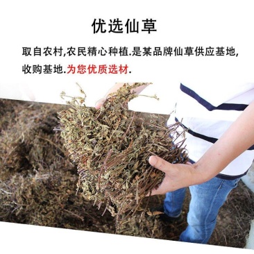 凉粉草黑凉粉草高胶质仙人草烧奶茶果冻布丁烧仙草干龟苓膏