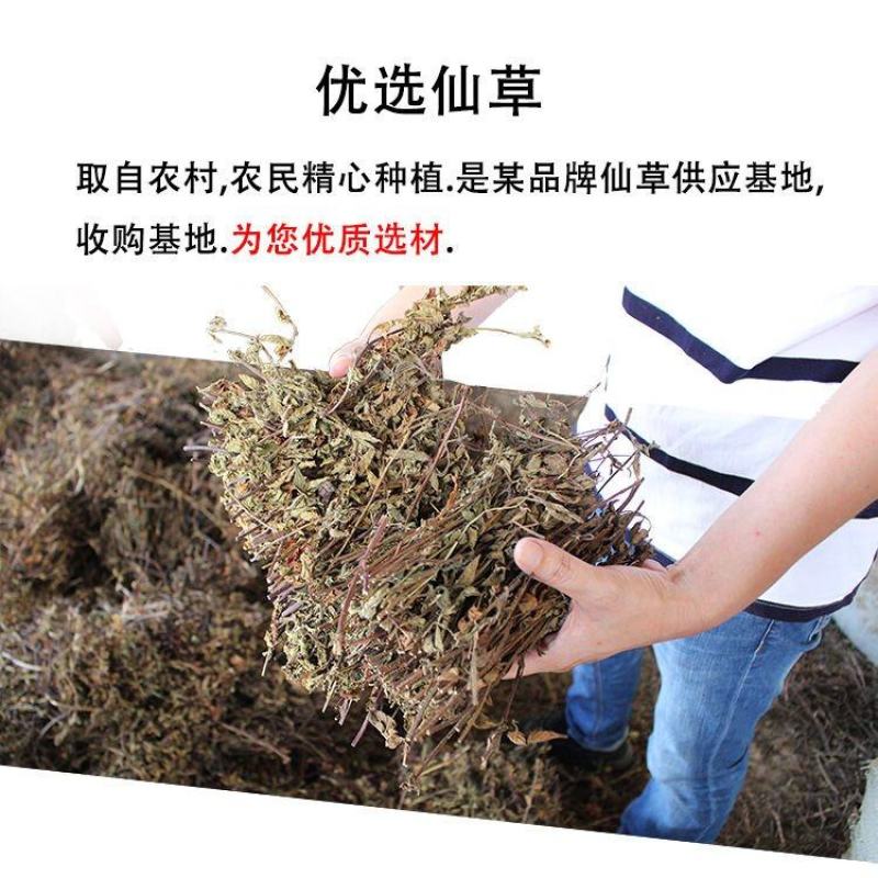 凉粉草黑凉粉草高胶质仙人草烧奶茶果冻布丁烧仙草干龟苓膏