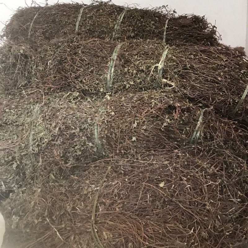 凉粉草黑凉粉草高胶质仙人草烧奶茶果冻布丁烧仙草干龟苓膏