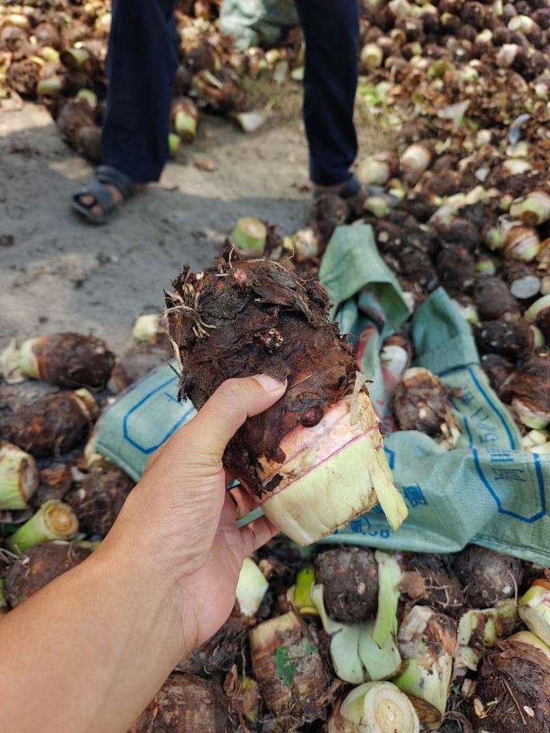 广西贺州芋头大量上市，荔浦芋，基地直供，