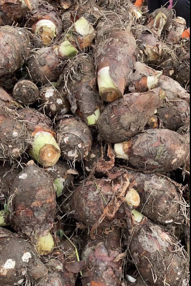 广西贺州芋头大量上市，荔浦芋，基地直供，