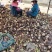 广西贺州芋头大量上市，荔浦芋，基地直供，