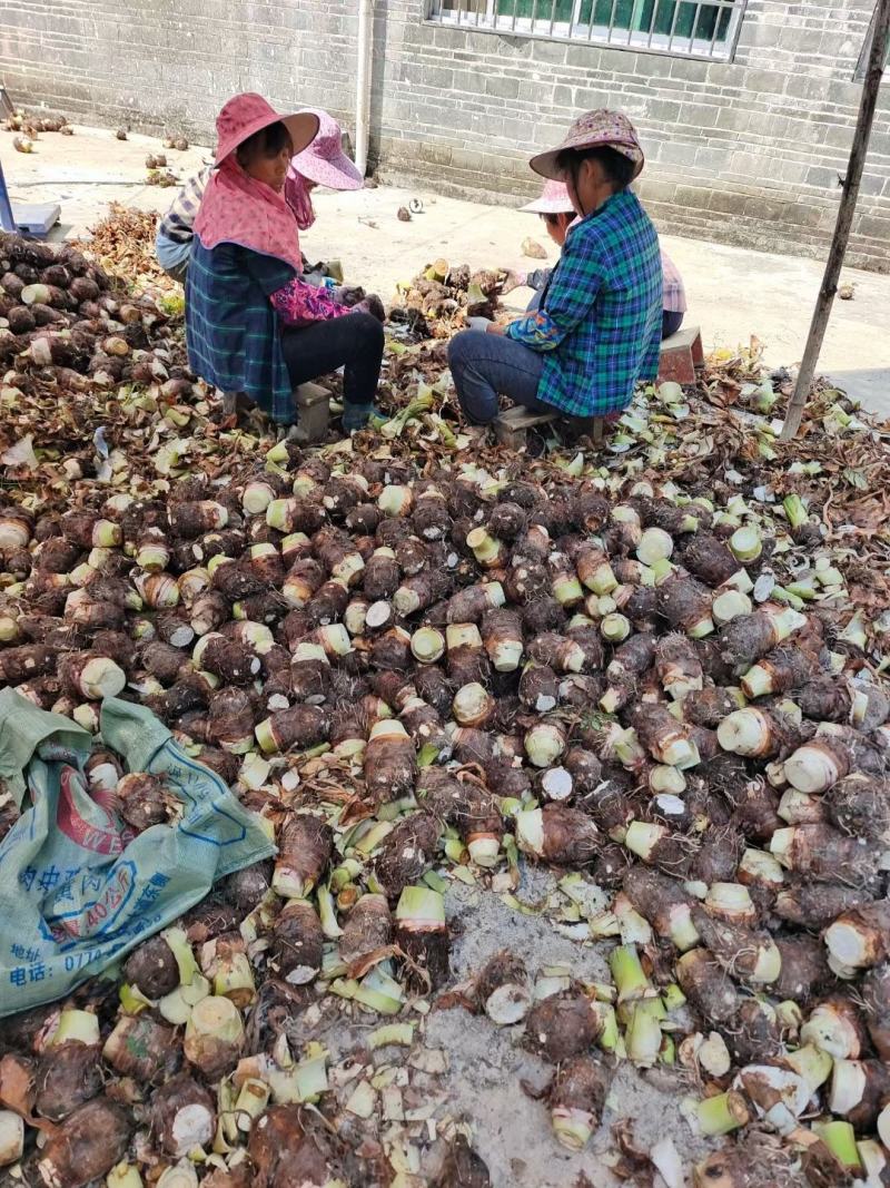 广西贺州芋头大量上市，荔浦芋，基地直供，