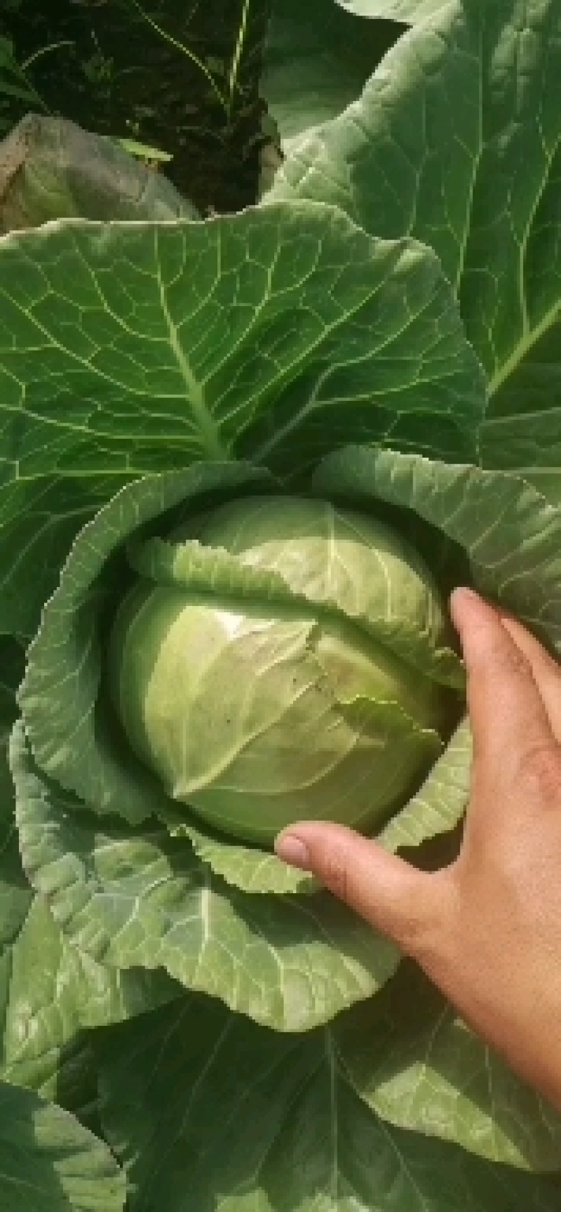 高原蔬菜，好品质，好口感！