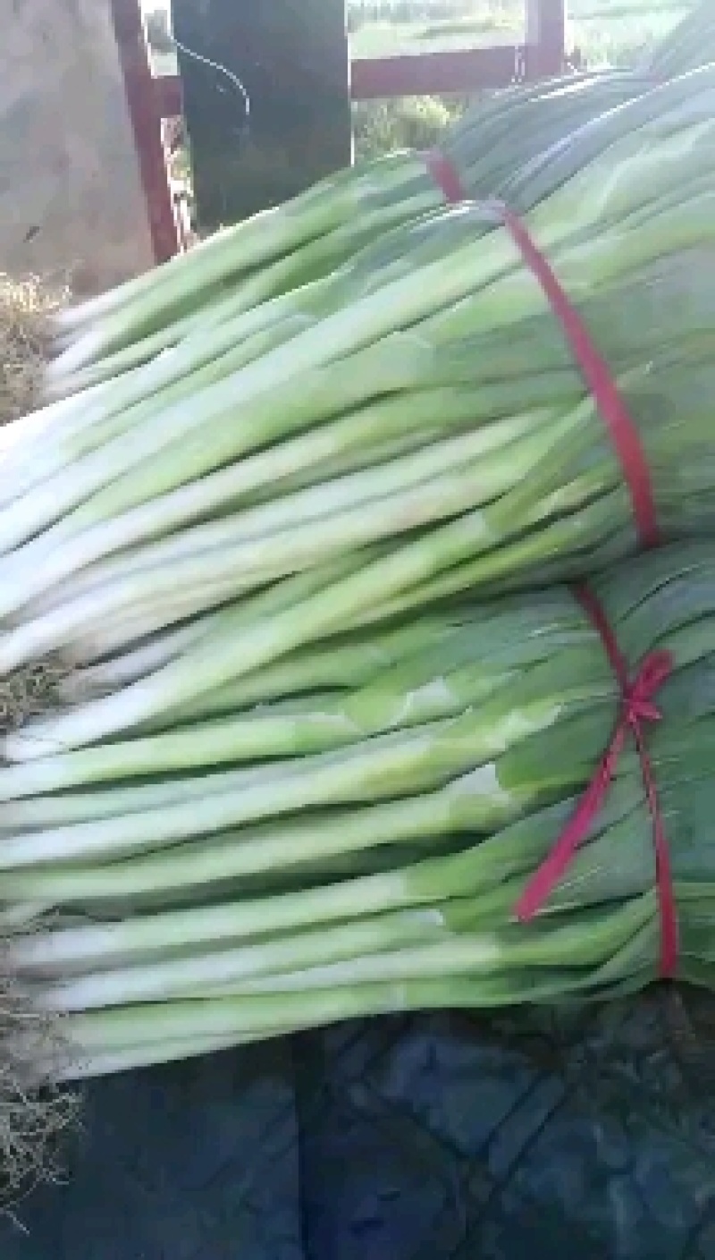 铁杆大葱