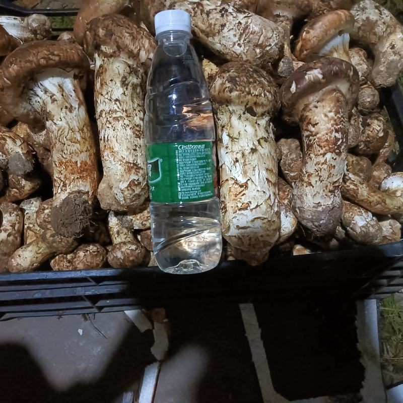松茸