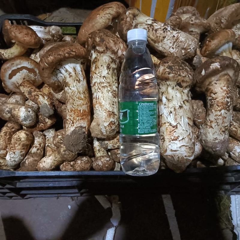 松茸