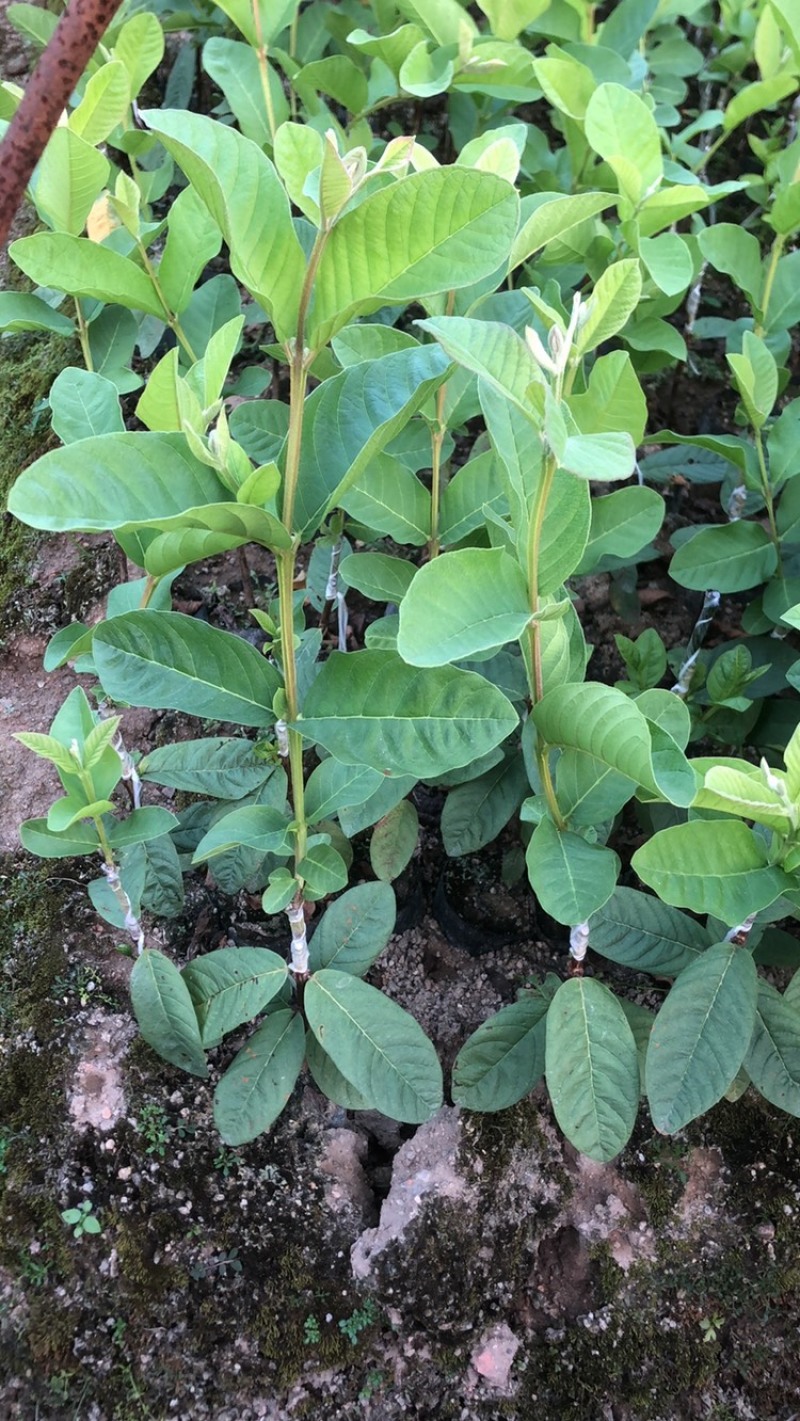 台湾珍珠番石榴苗白珍珠珍珠白台湾番石榴苗