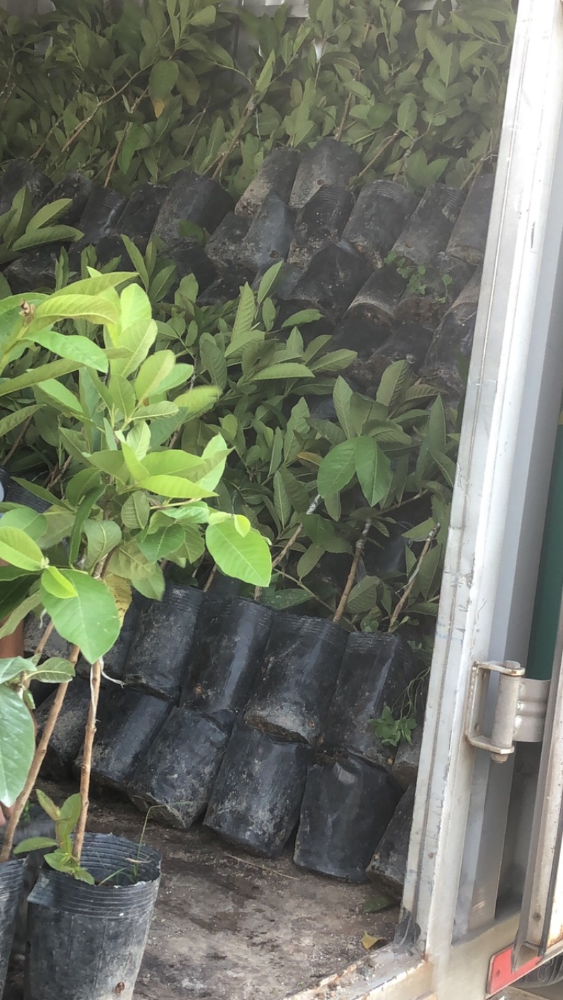 台湾珍珠番石榴苗白珍珠珍珠白台湾番石榴苗