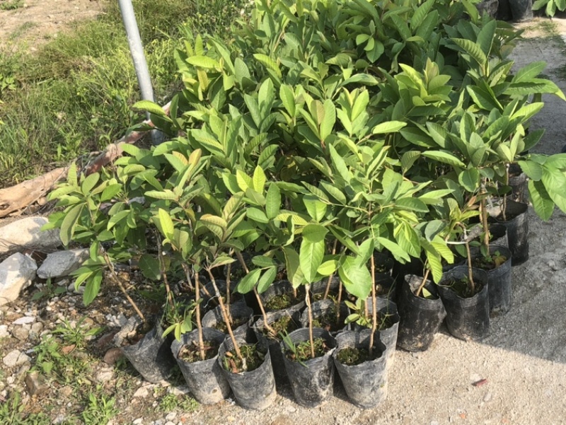 台湾珍珠番石榴苗白珍珠珍珠白台湾番石榴苗
