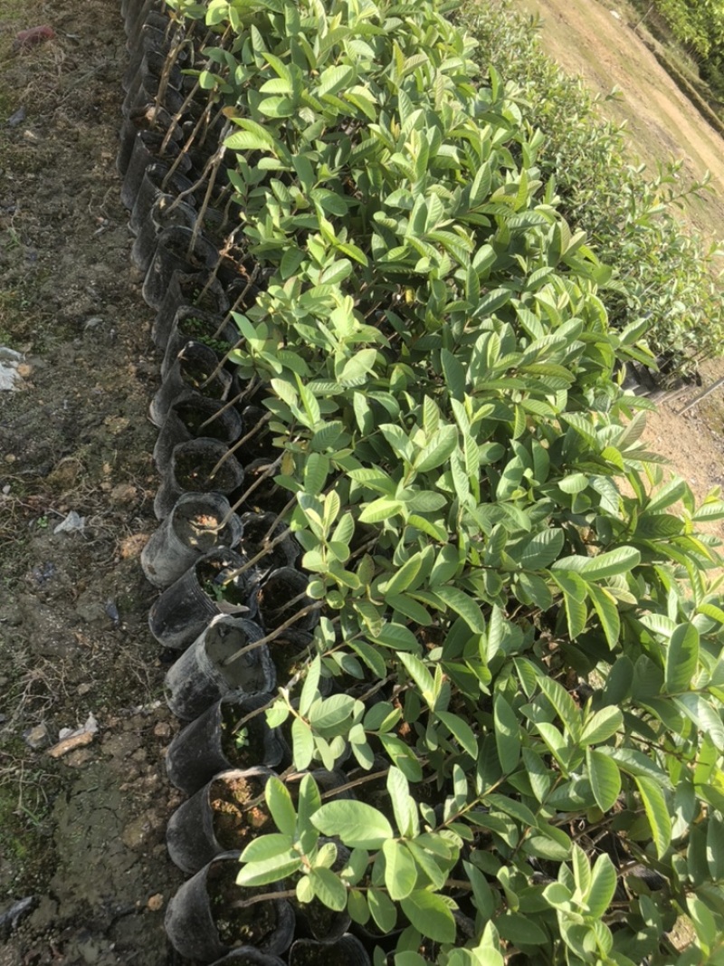台湾珍珠番石榴苗白珍珠珍珠白台湾番石榴苗