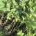 台湾珍珠番石榴苗白珍珠珍珠白台湾番石榴苗