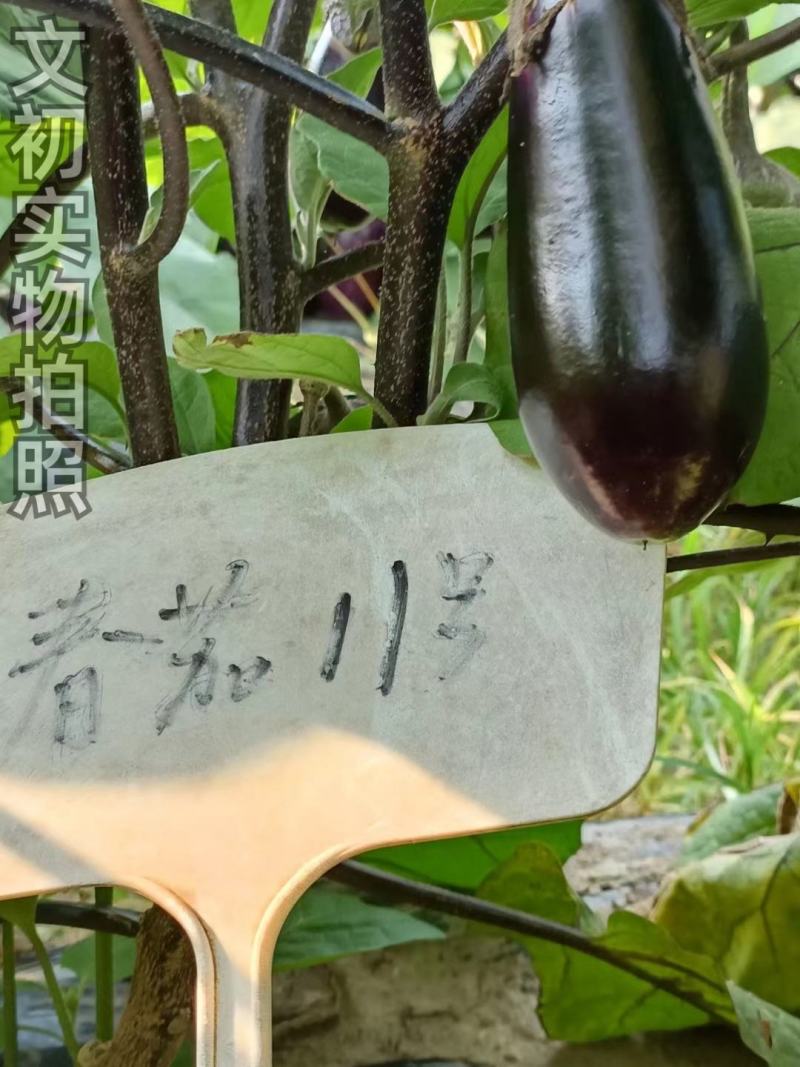 文初春茄十一号糯米茄茄子种子紫红茄粗短棒型农户大面积用种
