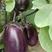文初春茄十一号糯米茄茄子种子紫红茄粗短棒型农户大面积用种