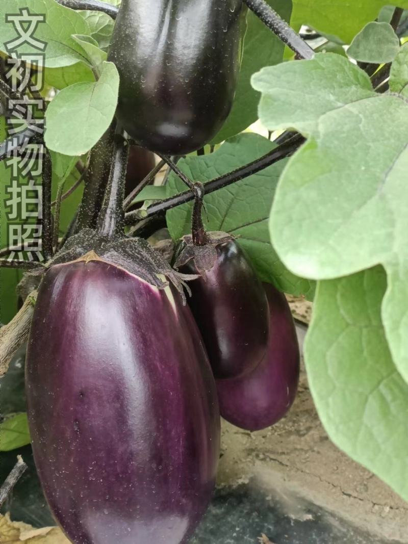 文初春茄十一号糯米茄茄子种子紫红茄粗短棒型农户大面积用种